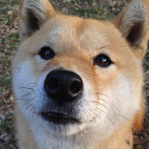 开云网站-五大联赛是否建立球员疲劳指数应对多线作战调度，球员疲劳速率