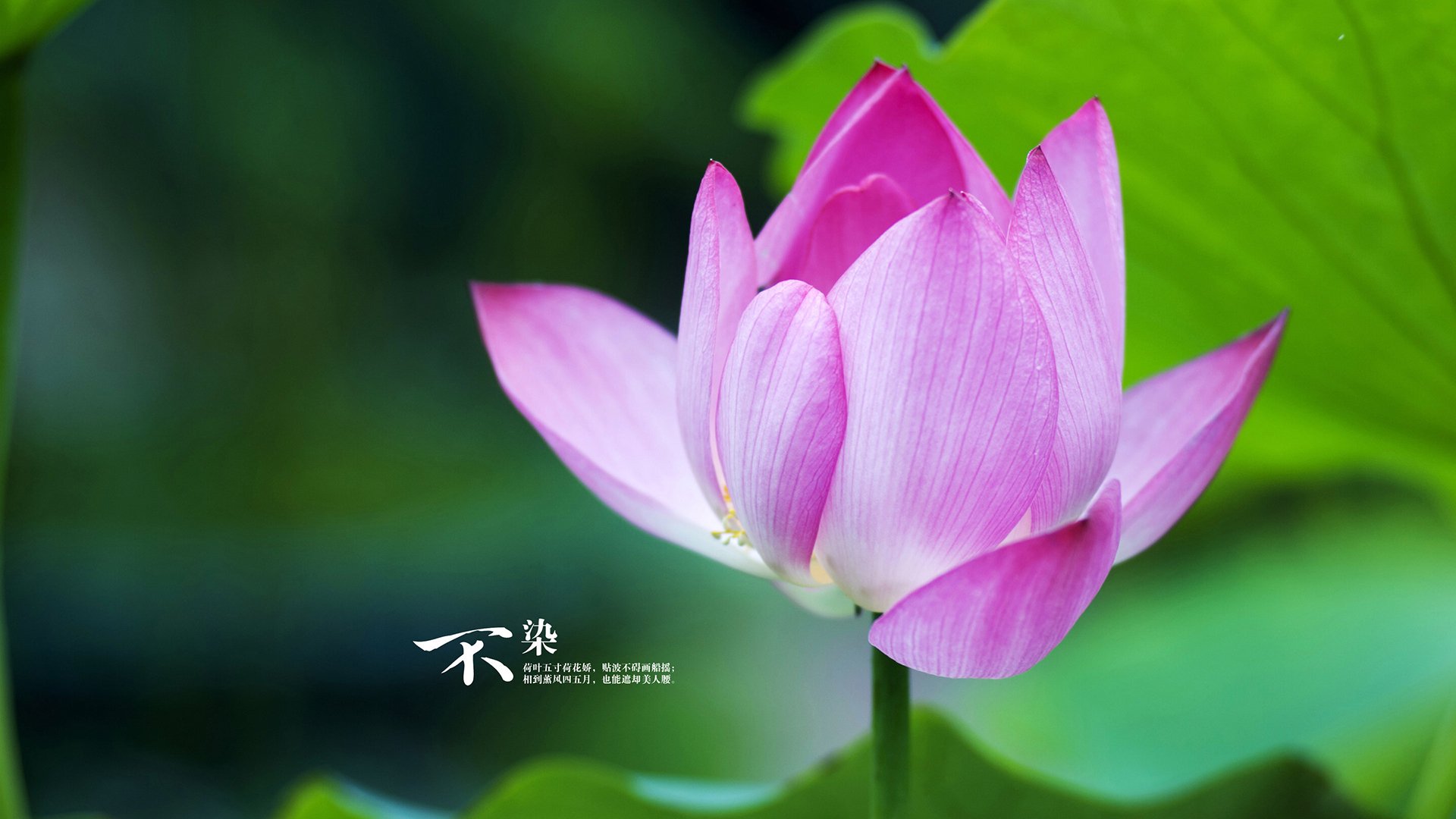 印度赛制的变化:对本土选手的影响,印度联赛