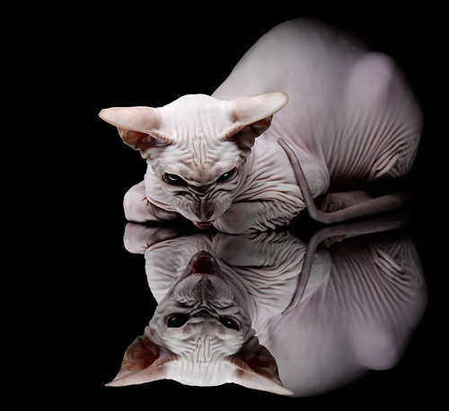 球队战术板中是否更倾向构建中心向外疏导进攻方式,篮球战术板应用