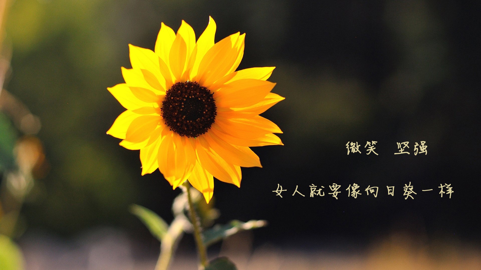 美国队如何在国际乒联混合团体世界杯中克服困难打破局限，美国队打乒乓球吗