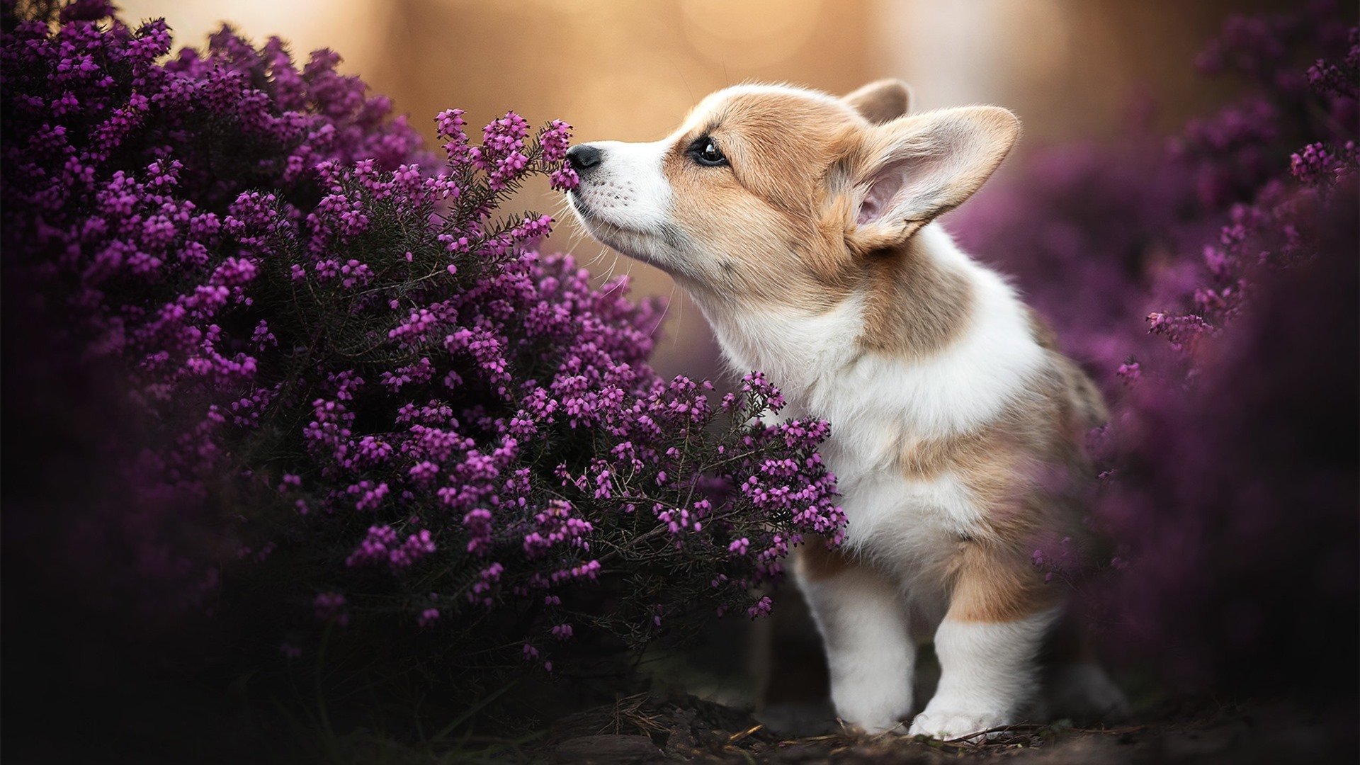 kaiyun开云·官方网站-青训体系脱节严重，青训体系脱节严重怎么办