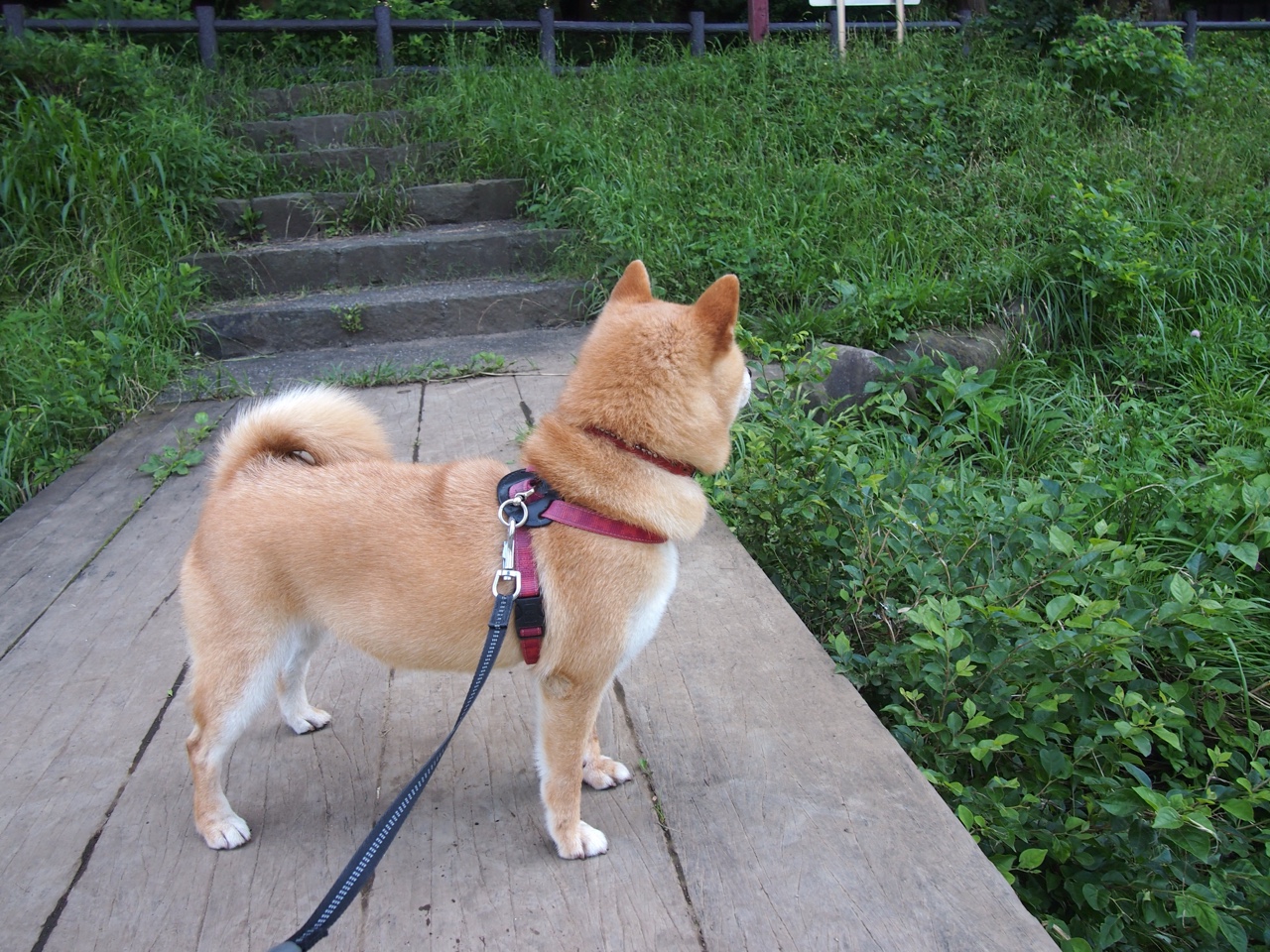 体育总局发布篮球发展规划明确未来十年战略目标，篮球的未来