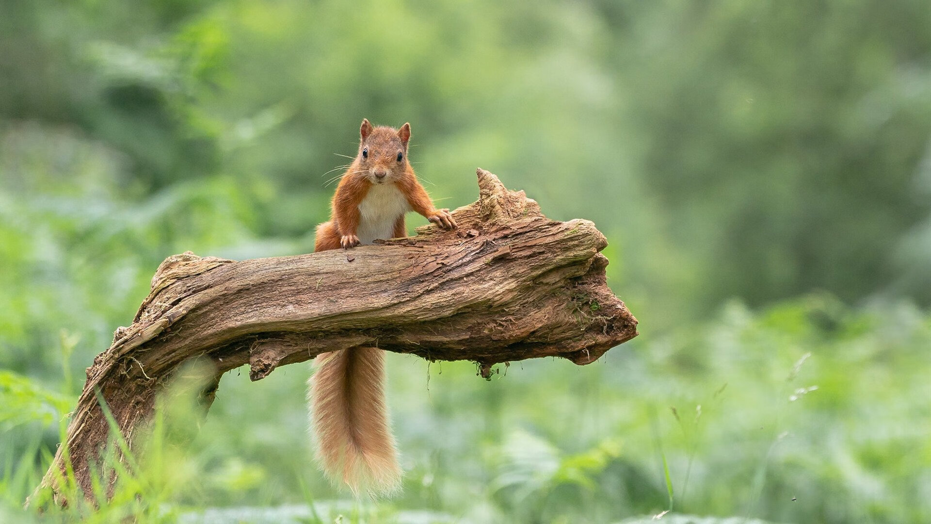 体育新闻中心赛事规则演变，体育新闻赛况