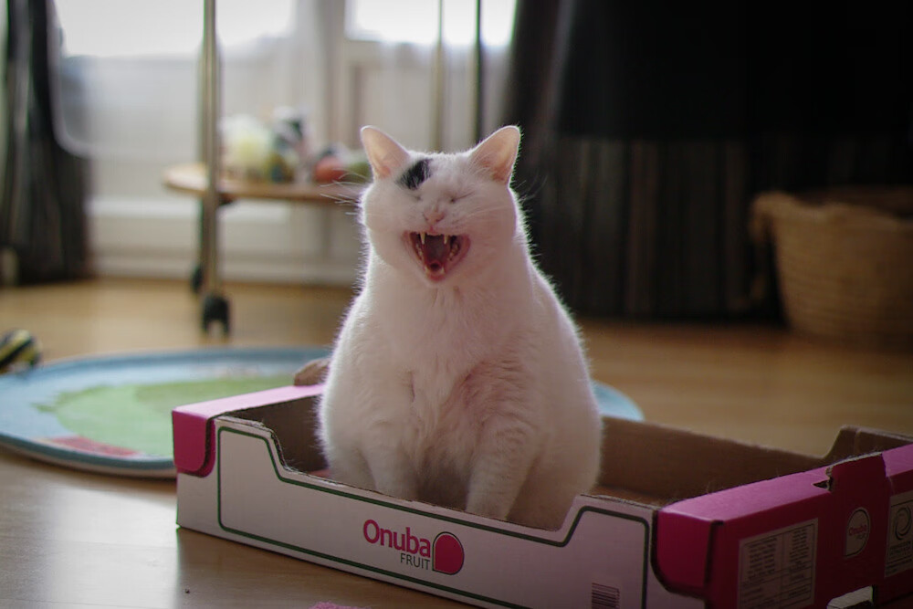 开云体育网页版入口-全黑队传球速度与空间利用能力，是其进攻制胜的关键，全黑球衣什么意思