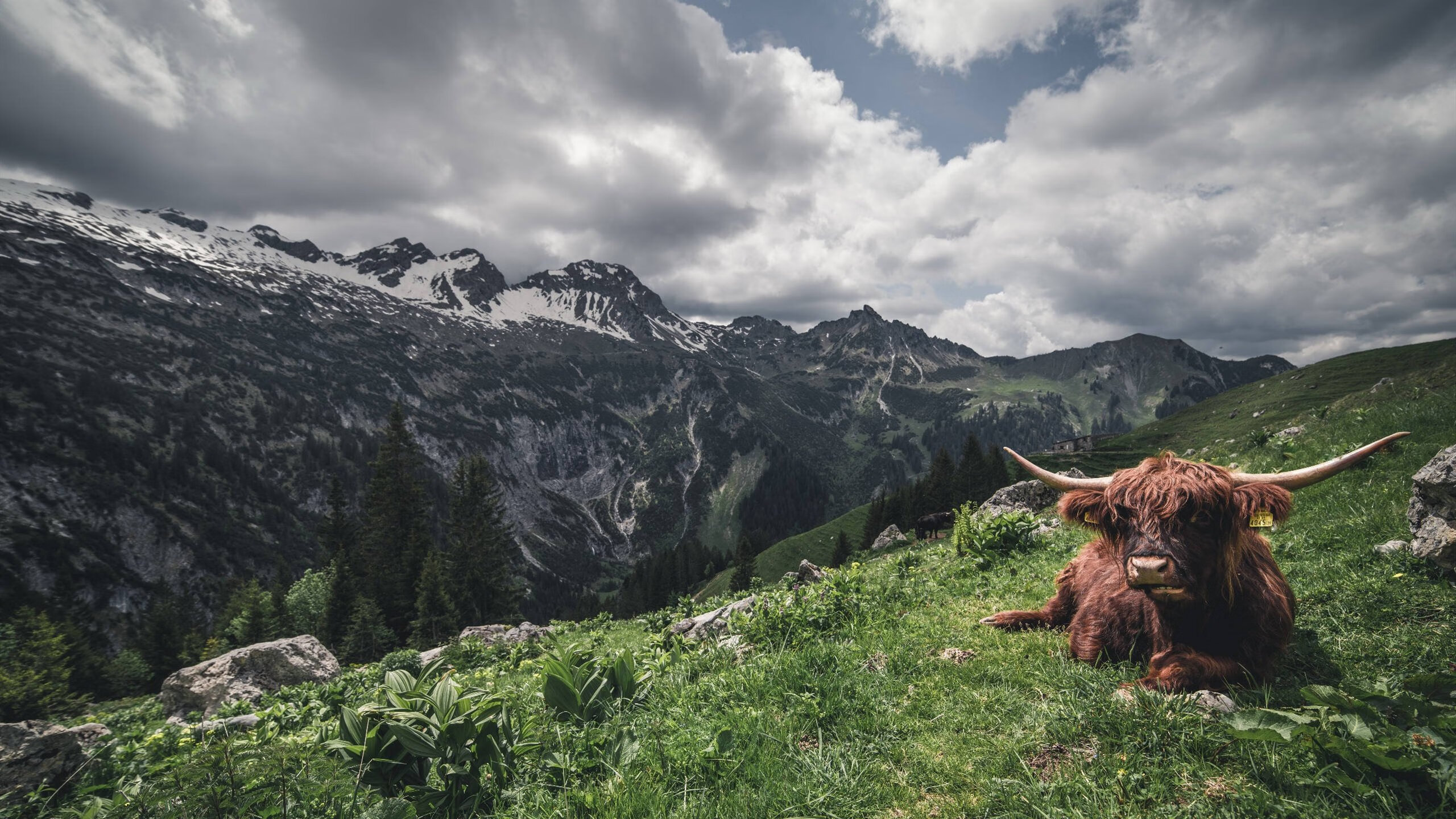 国王夏季联赛接连遭遇强敌挑战，国王夺夏联冠军
