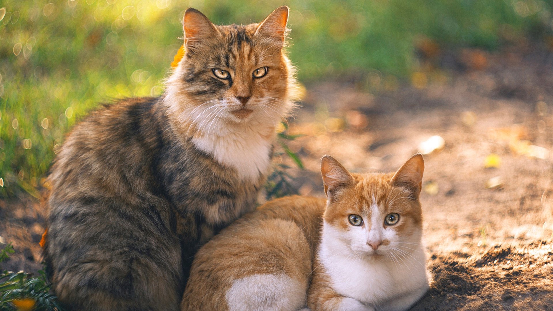 开云全站-威少被赞替补最强带动板凳效率，威少的篮板能力