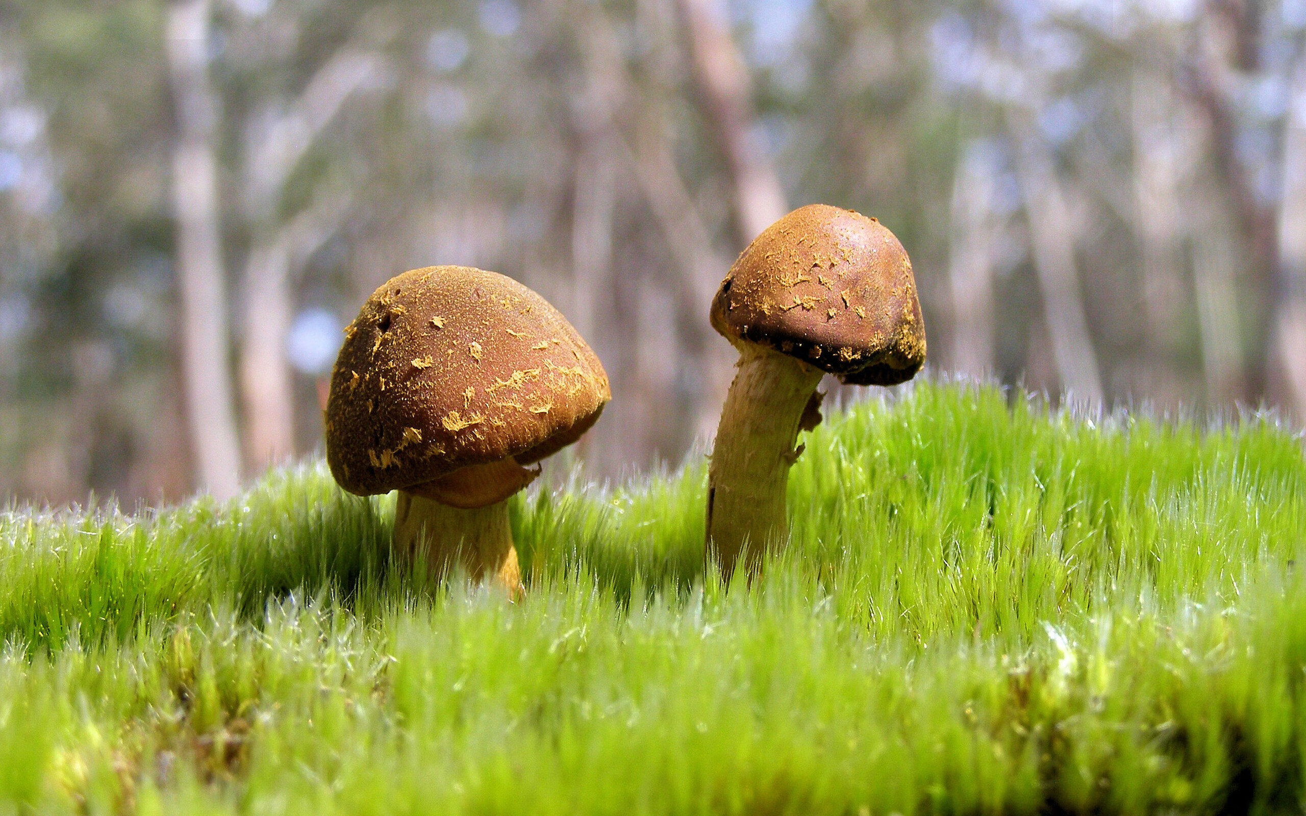 蝶泳新星韩国崭露锋芒，蝶泳韩国美女